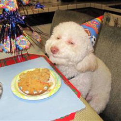 smiling_dog