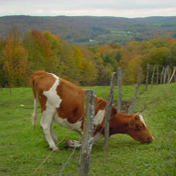 grass-is-greener